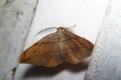 Hypochrosini