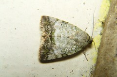 Blenina