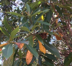 Xanthostemon chrysanthus