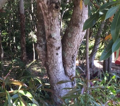Xanthostemon chrysanthus