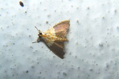 Agrotera