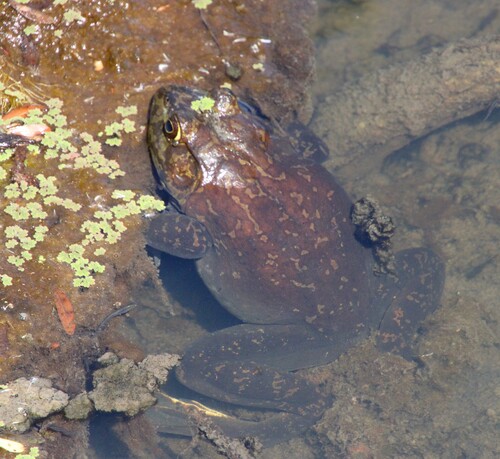 iNaturalist observation photo of American Bullfrog