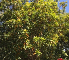 Xanthostemon chrysanthus