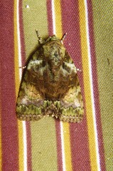 Blenina