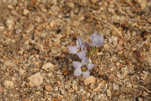 Image of Linanthus parryae by (c) Steve Matson, some rights reserved (CC BY)