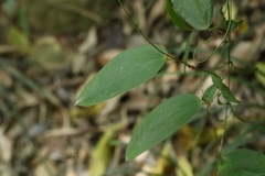 Smilax glabra, photograph author not stated, no rights reserved