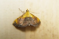 Hyalobathra
