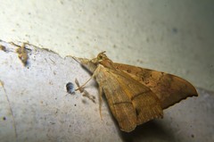 Oxyodes scrobiculata
