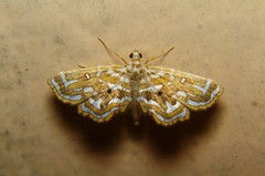 Musotiminae