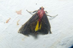 Toccolosida rubriceps