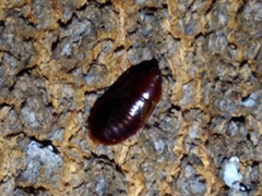 Oxyhaloinae