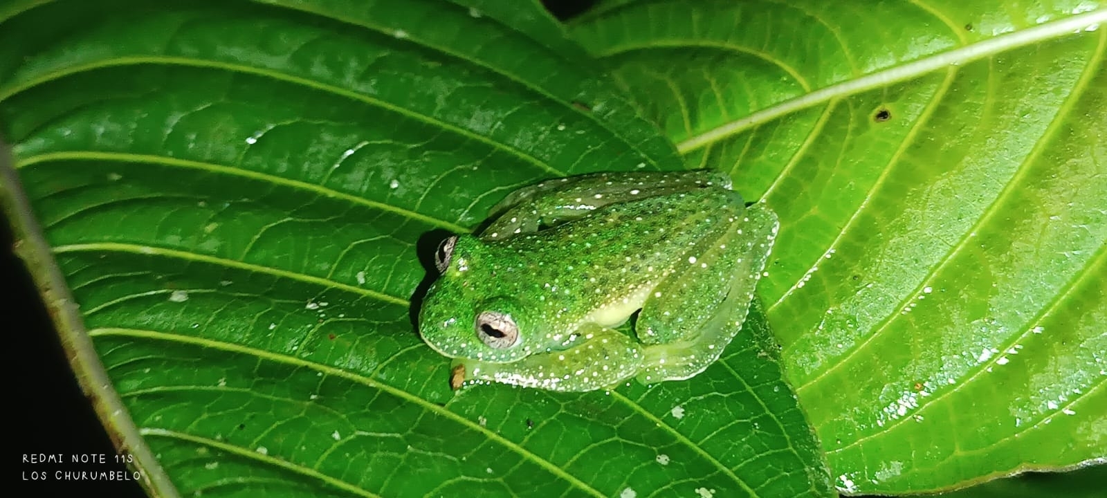 Huila Glass Frog photo 2