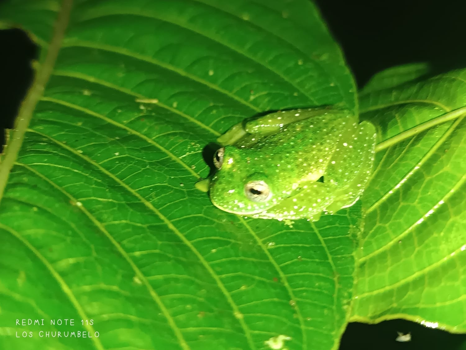 Huila Glass Frog photo 3