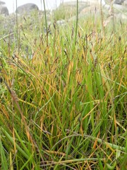 Eleocharis uniglumis