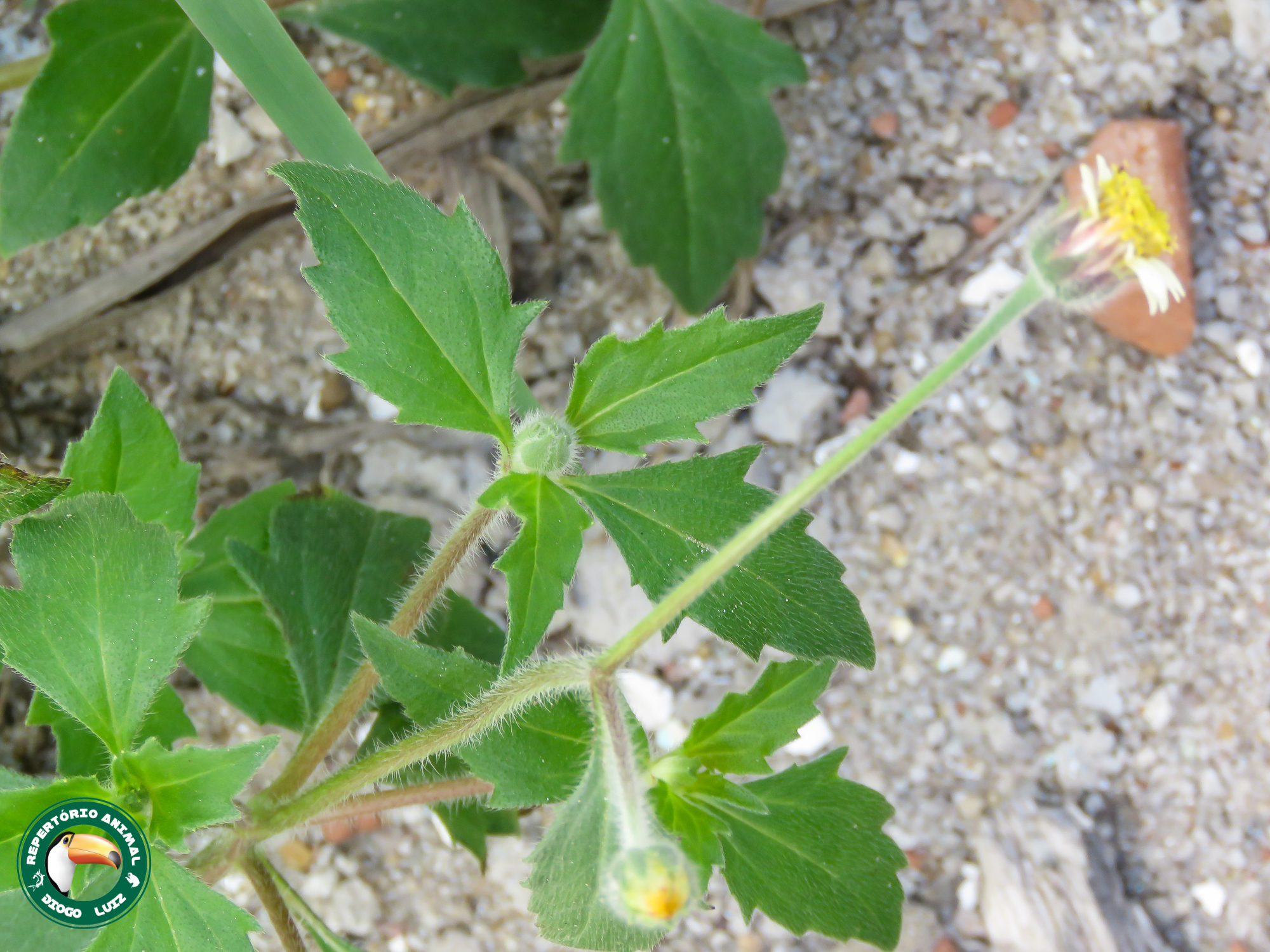 Tridax procumbens