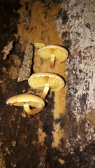 Gymnopilus