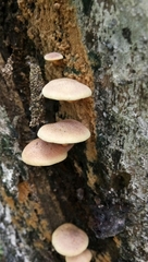 Gymnopilus
