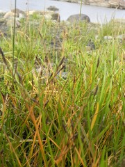 Eleocharis uniglumis
