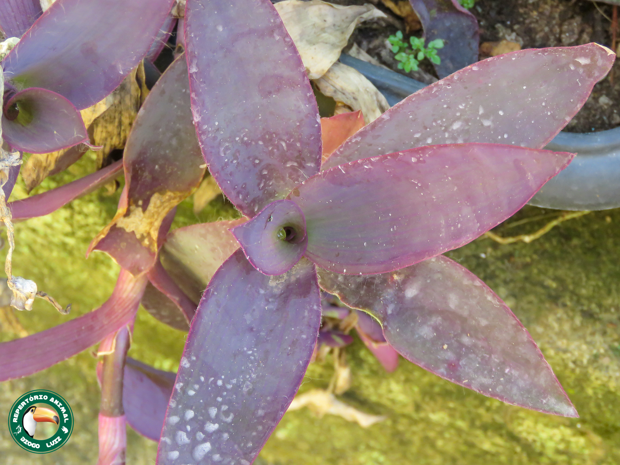 Tradescantia pallida