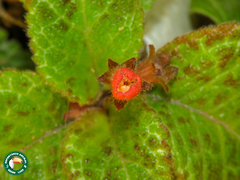 Episcia cupreata