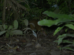 Dasyprocta variegata