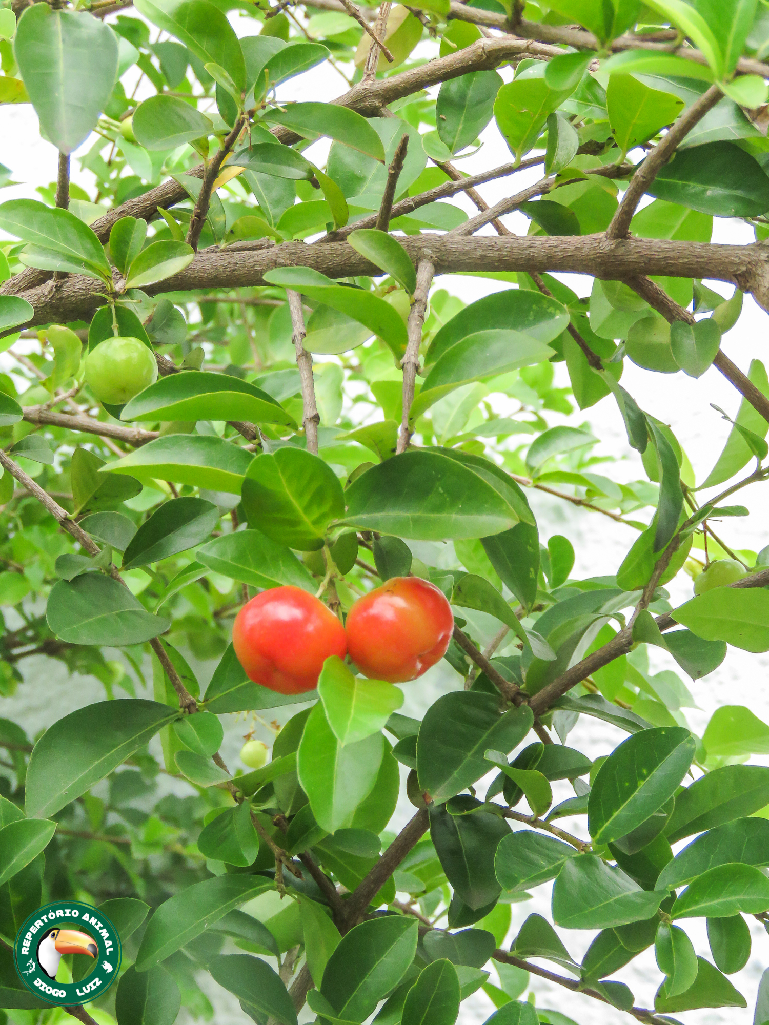 Imagem de Acerola
