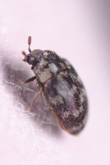 Anthrenocerus australis