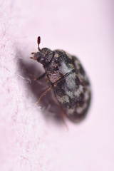 Anthrenocerus australis