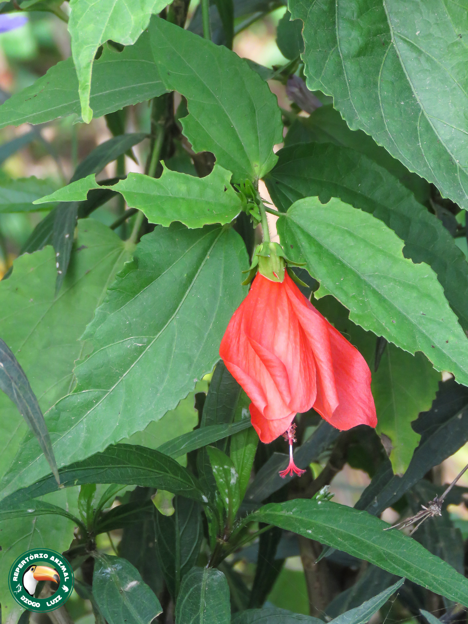 Malvaviscus penduliflorus