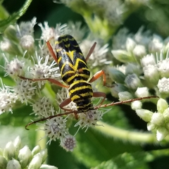 Megacyllene robiniae
