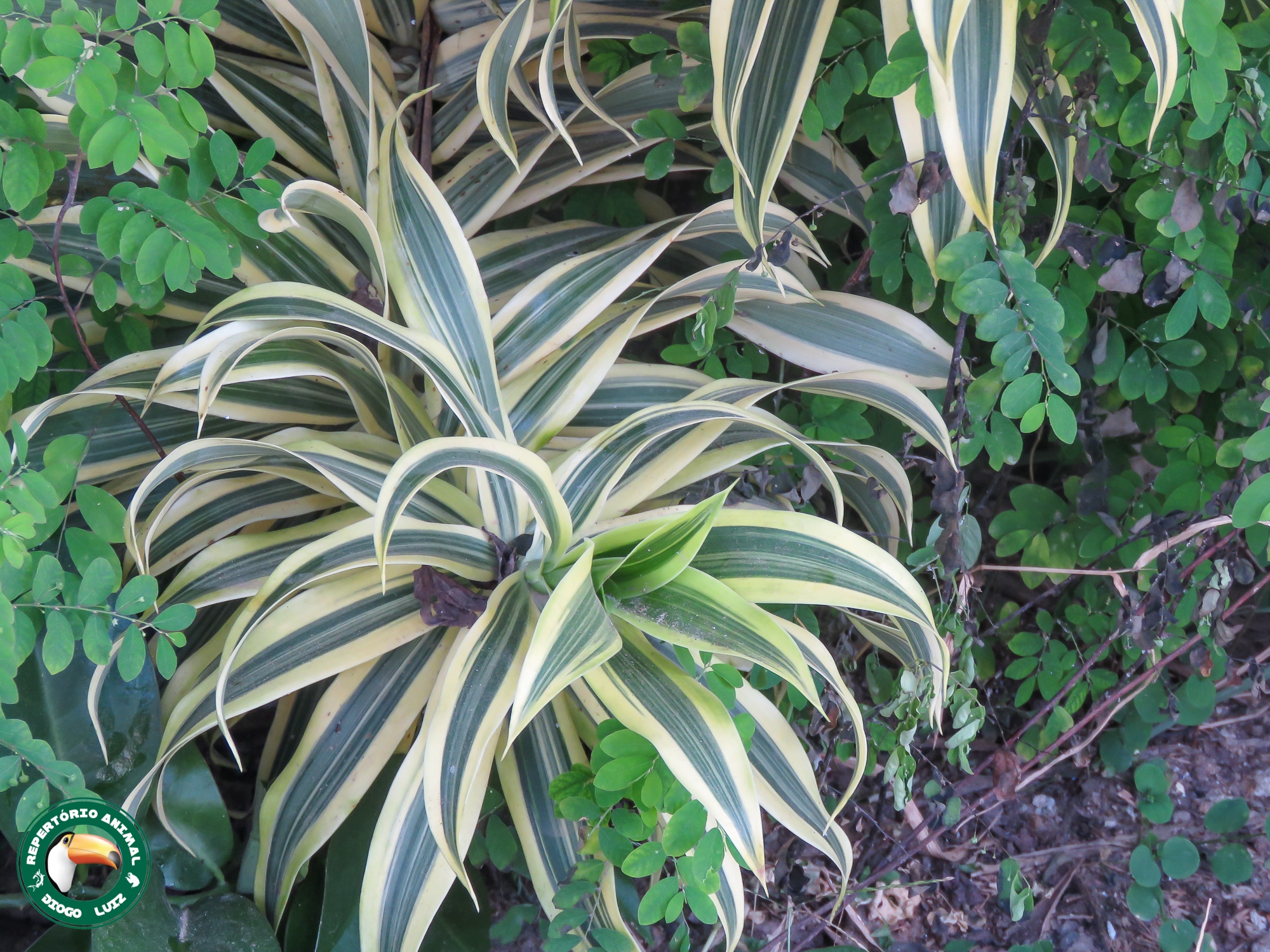 Dracaena reflexa