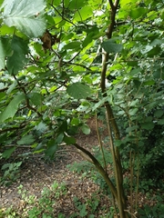Corylus avellana