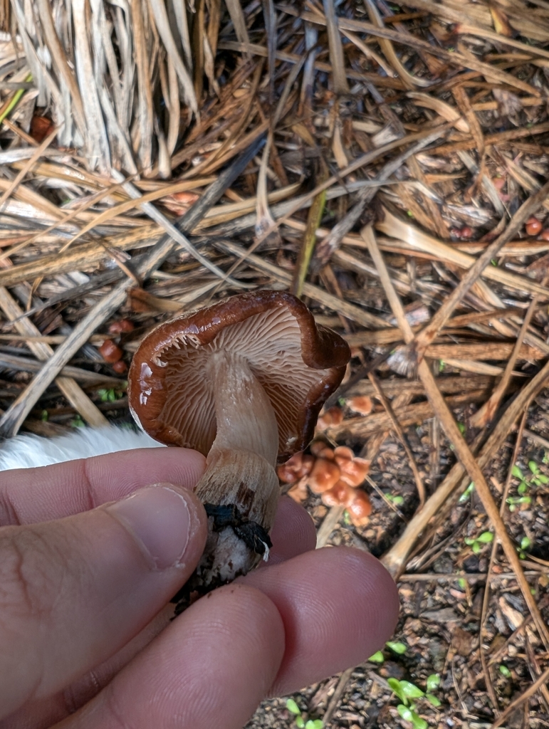 Collybiopsis luxurians · May 2025 · photo: © villamarl88 (iNaturalist, cc0)