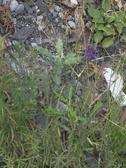 Senecio glomeratus