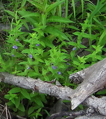 Scutellaria yezoensis