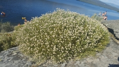 Echinospartum ibericum ibericum