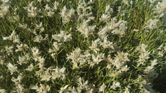 Echinospartum ibericum ibericum