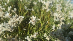 Echinospartum ibericum ibericum