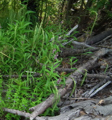 Scutellaria yezoensis
