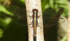Orthetrum glaucum