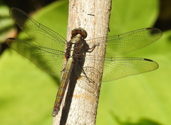 Orthetrum glaucum
