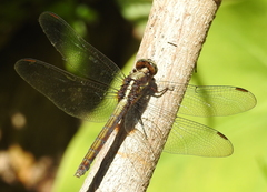 Orthetrum glaucum