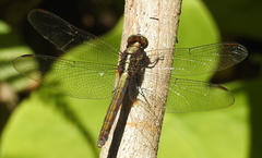 Orthetrum glaucum