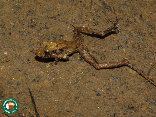 Guenther's Frog