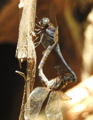 Orthetrum glaucum