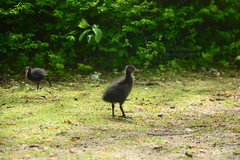 Gallinula chloropus