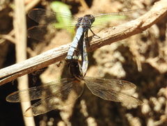 Orthetrum glaucum