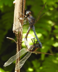 Orthetrum glaucum
