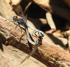 Orthetrum glaucum