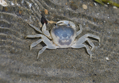 Geothelphusa cinerea